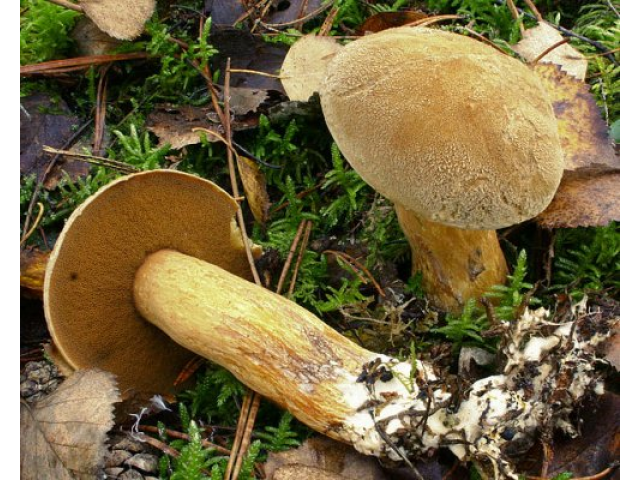 Мицелий Моховика желто-бурого / Масленок пестрый (Suillus variegatus)